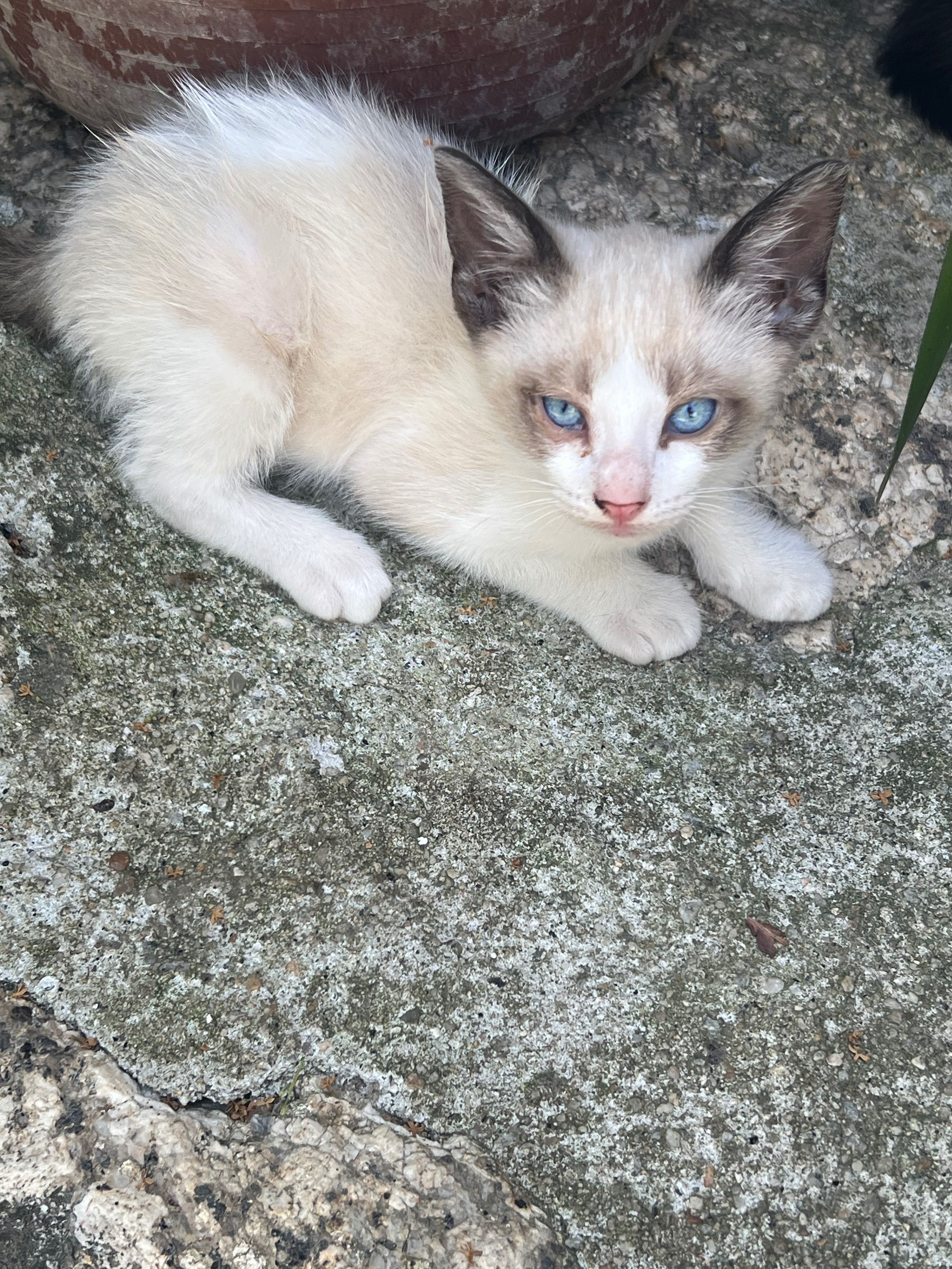 Animais para adoção