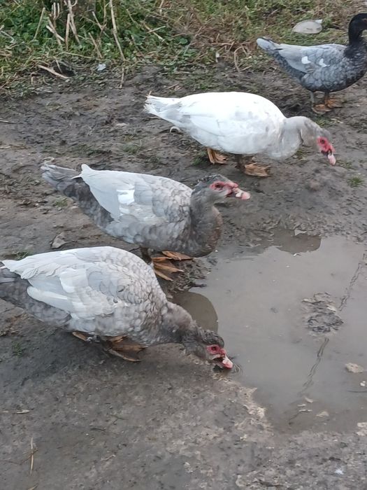 Продам мускусних качок(шипунів)