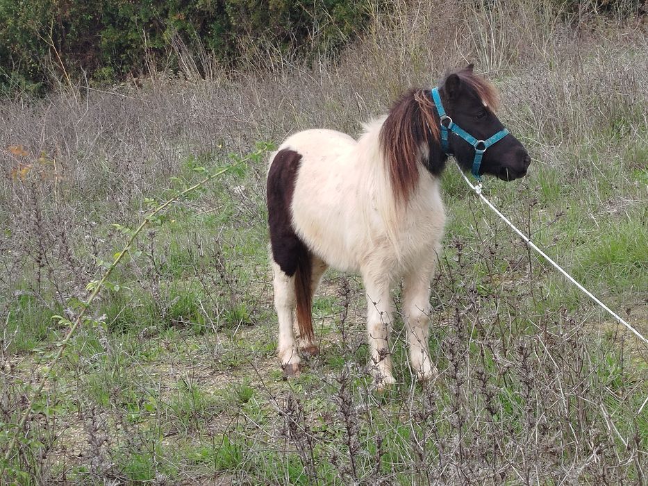 Segue para venda pônei fêmea mansinha