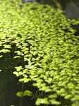 Lemna Minor (Duckweed)