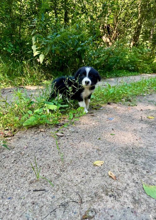 Border Collie VERS