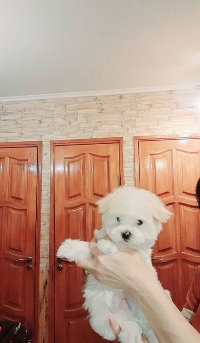 Щенки Мальтезе, мальтийская болонка