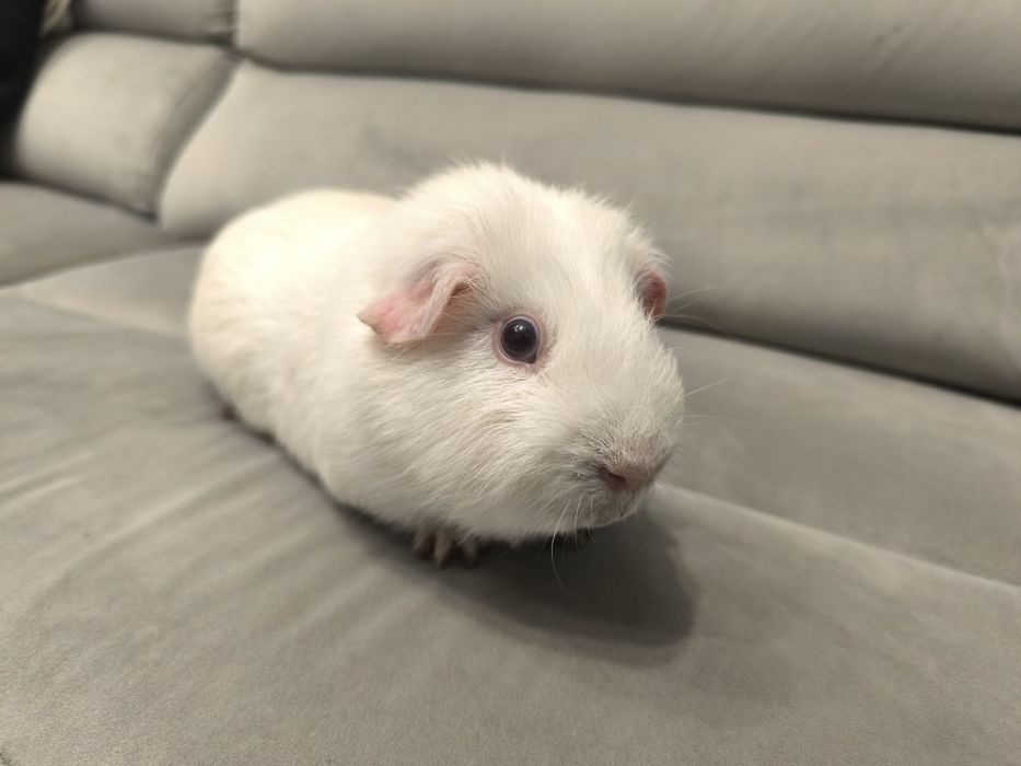 Świnka morska cavia domowa gładkowłosa self z rodowodem