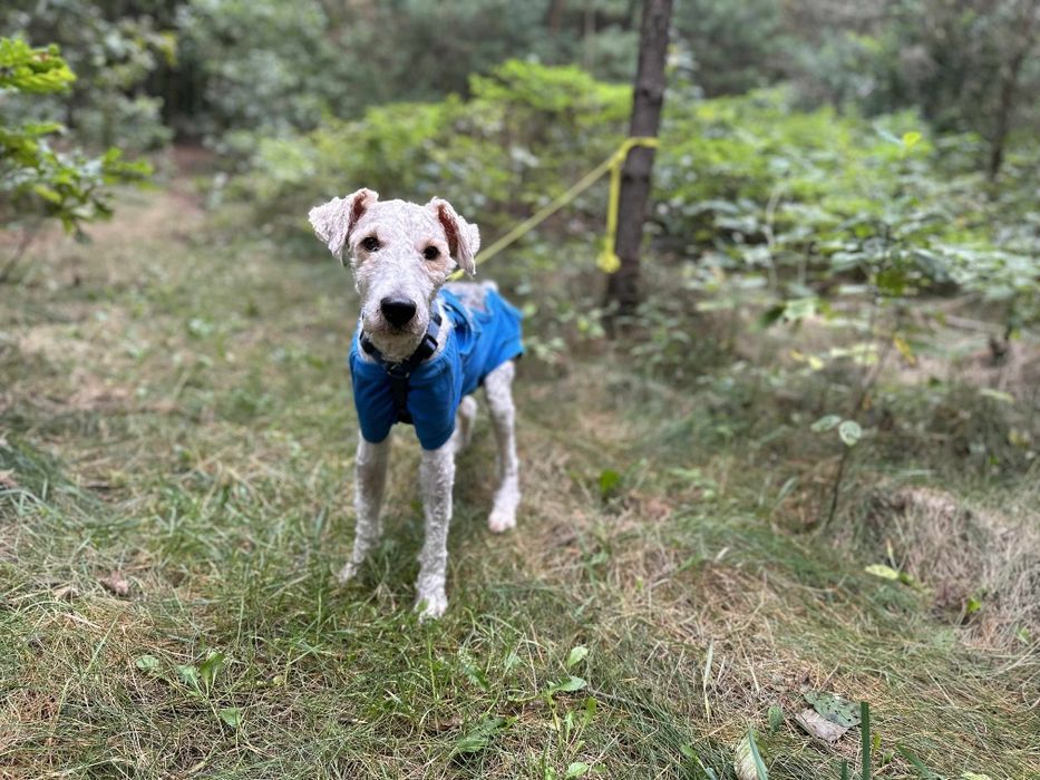 Terierek, foksterier ,1 rok 10kg przyjazny adopcja za darmo oddam