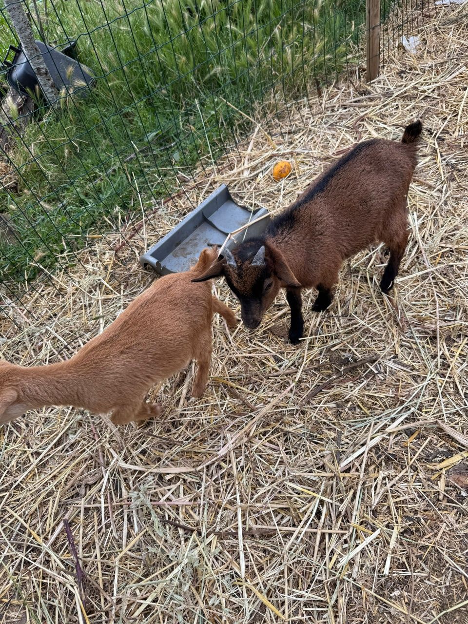 Casal de cabritos arraçados de cabrito anão