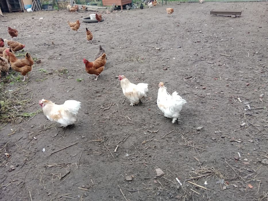 Koguty silki i kochiny