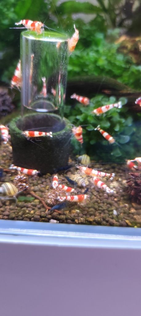 Caridinas crystal black e red puras e neocaridina Yellow néon back