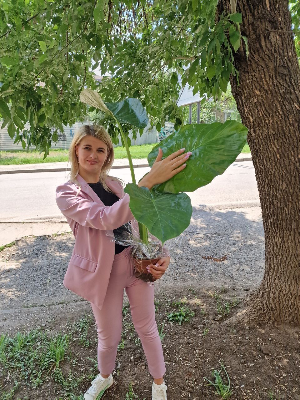 Алоказия Macrorrhiza. Алоказія Макроріза