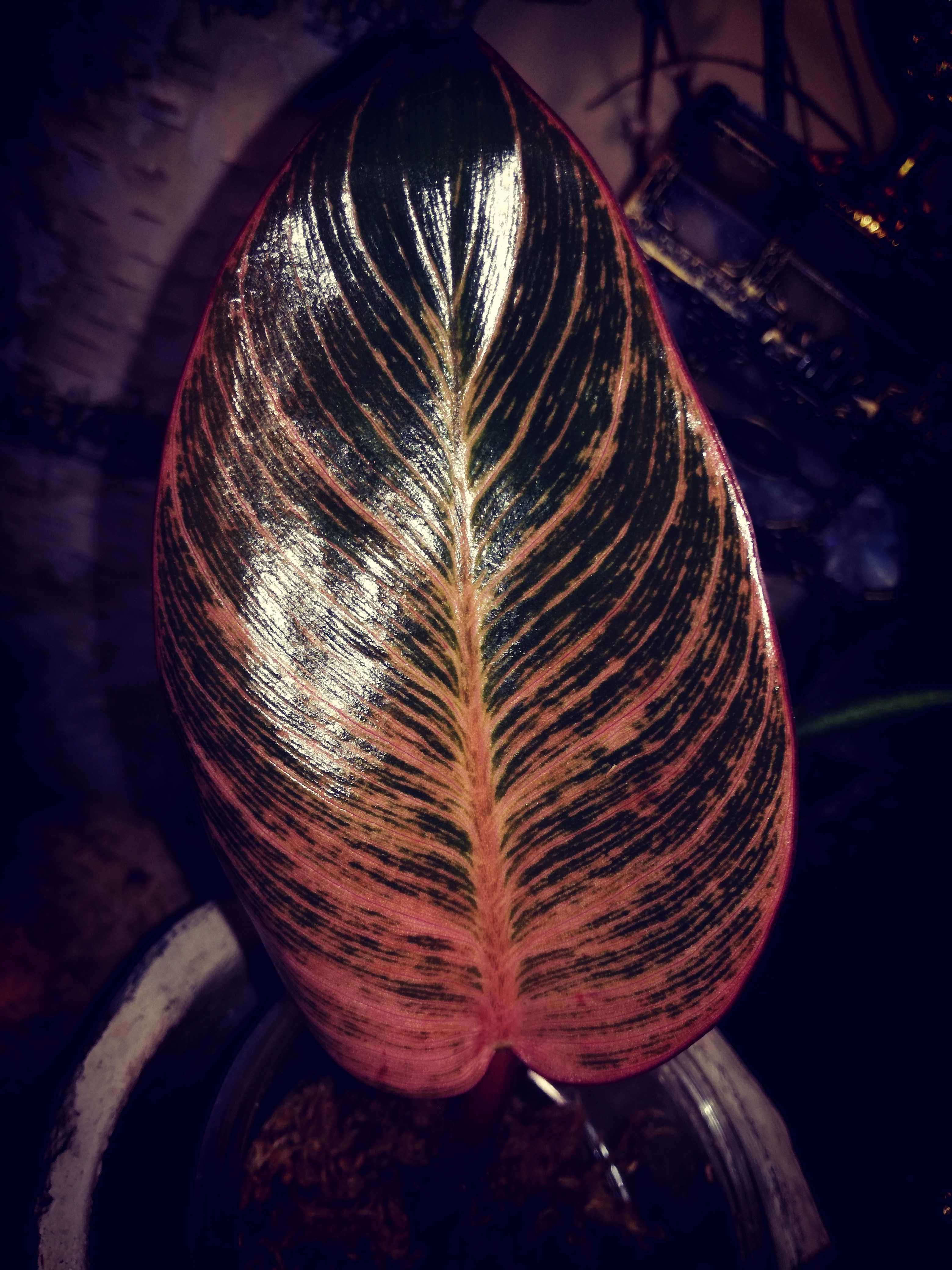 Philodendron Birkin Pink Variegata RARYTAS roślina kwiat monstera