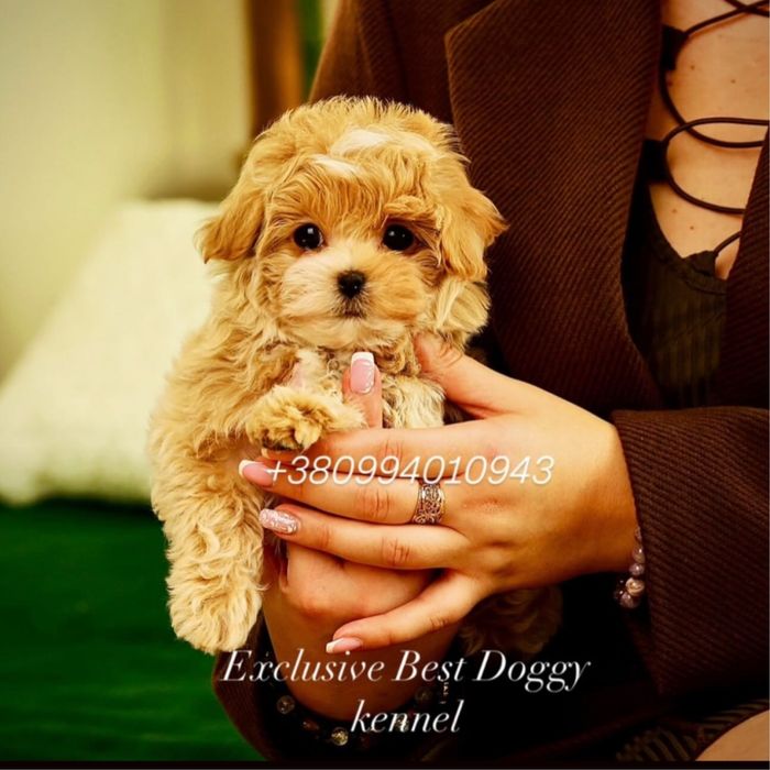 Шик і ексклюзив-цуценята VIP mini мальтіпу. Мальтіпу. Міні мальтіпу ф1