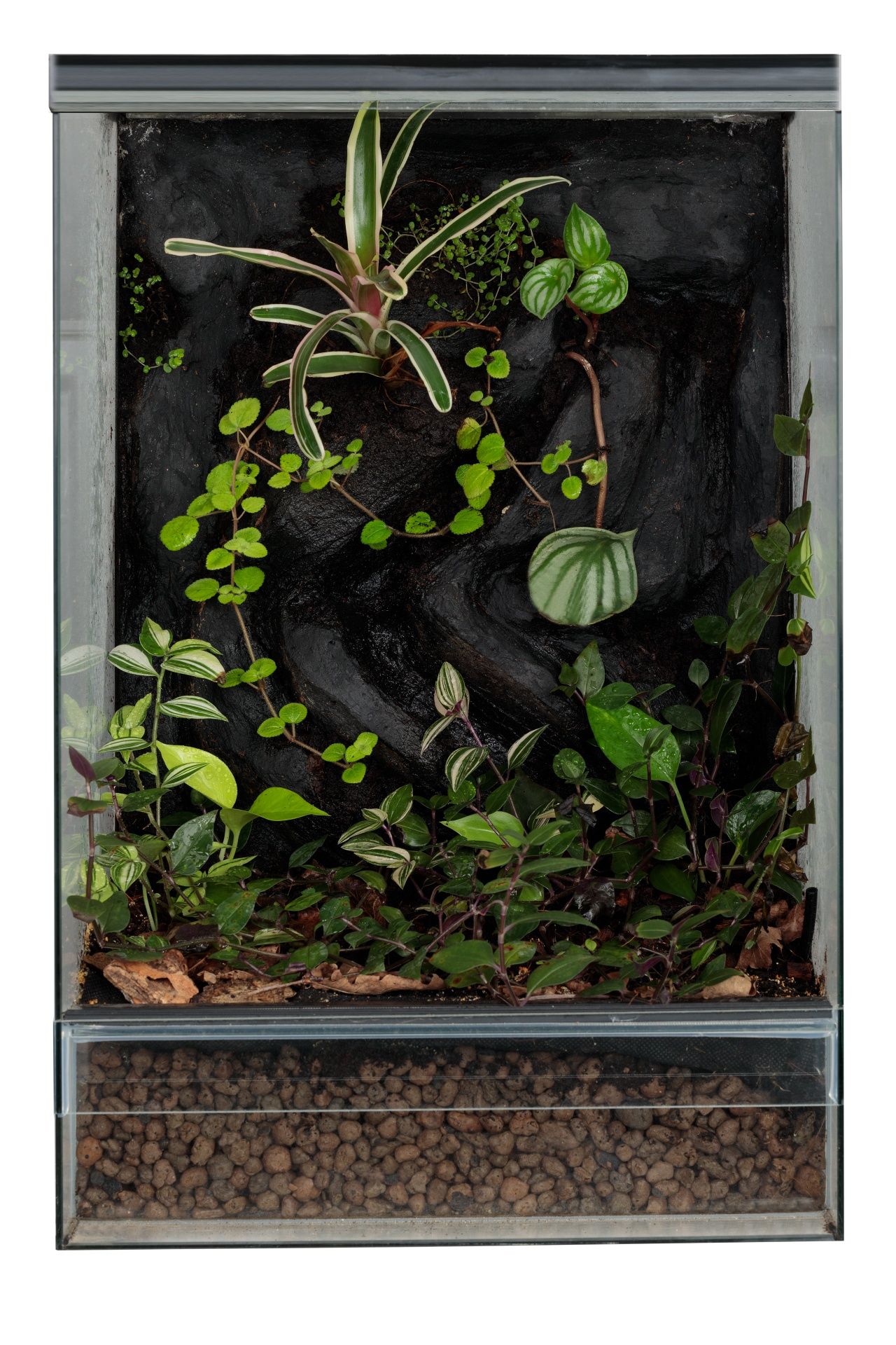 Szklane terrarium gekon orzęsiony