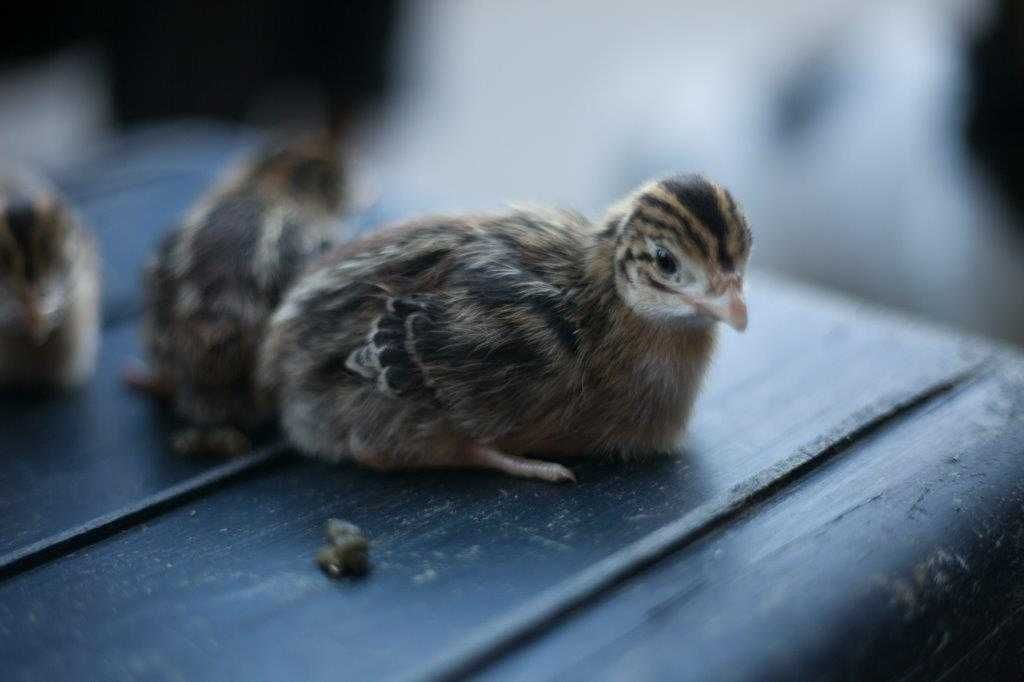 Pisklęta kaczek, gęsi, indyków, perliczek