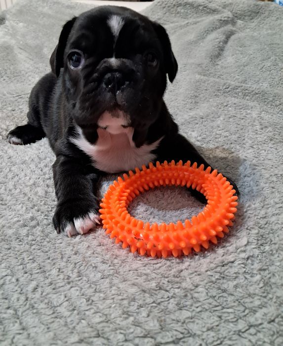 Szczenięta Buldog Francuski chłopiec