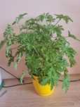 Geranium anginka kwiat doniczkowy