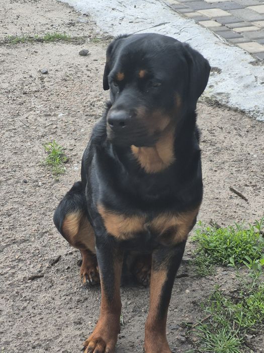 Шукаємо кохання для нашого Ромео!