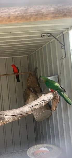 Casal de king parrot adulto