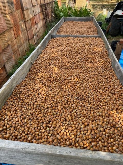 Orzechy laskowe 15 kg