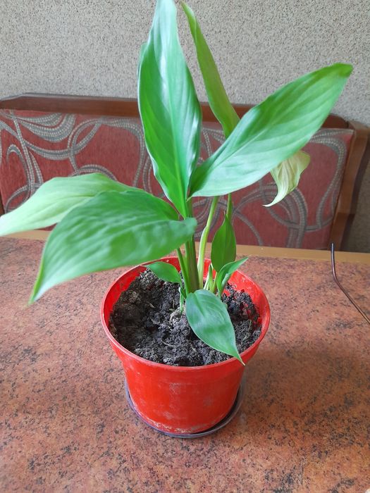 Кімнатні рослини дешево