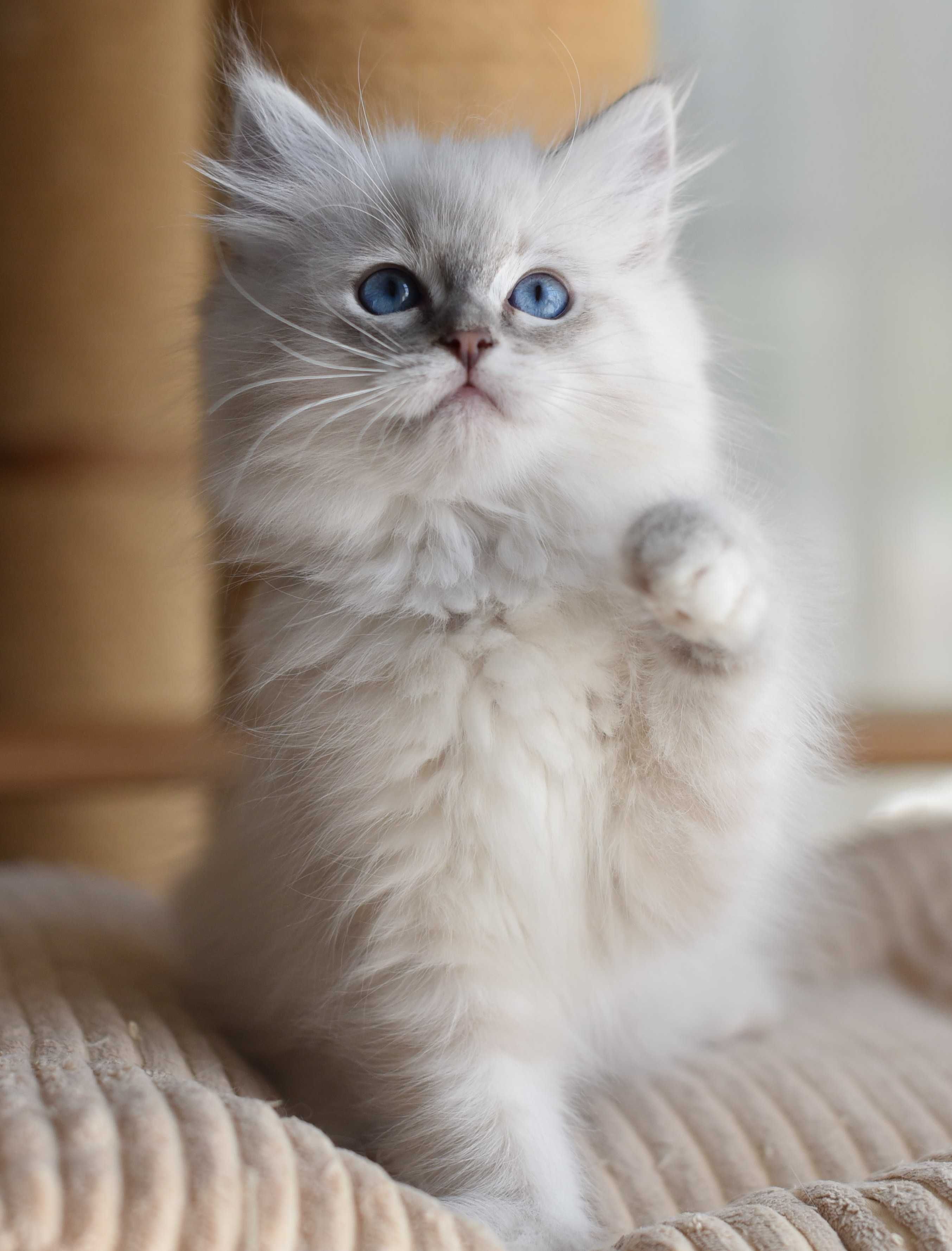 dziewczynka Ragdoll gotowa do zmiany domku