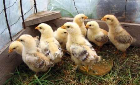 Продаються курчата домінанти