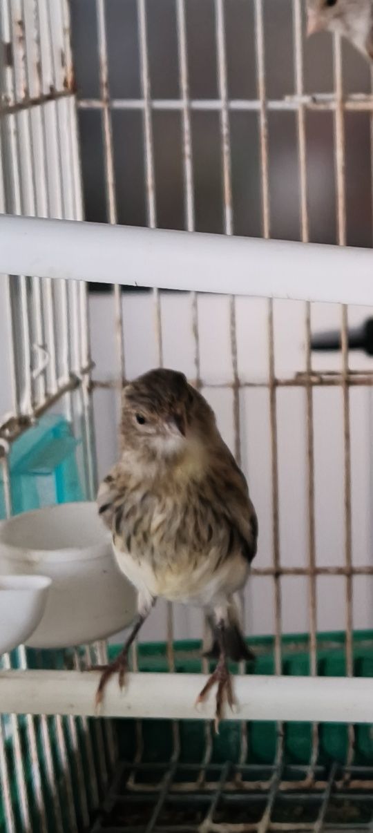 Vendo canários novos deste ano