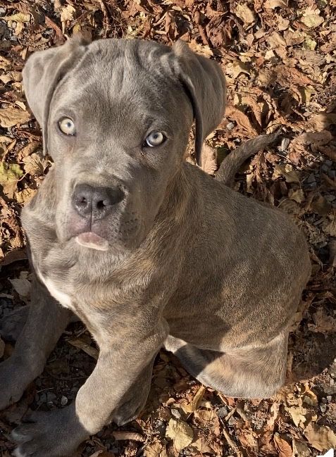 Цуценята Кани Корсо