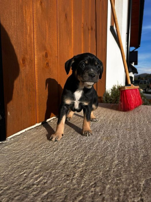 ODDAM PIESKI, Zuma i Kropka