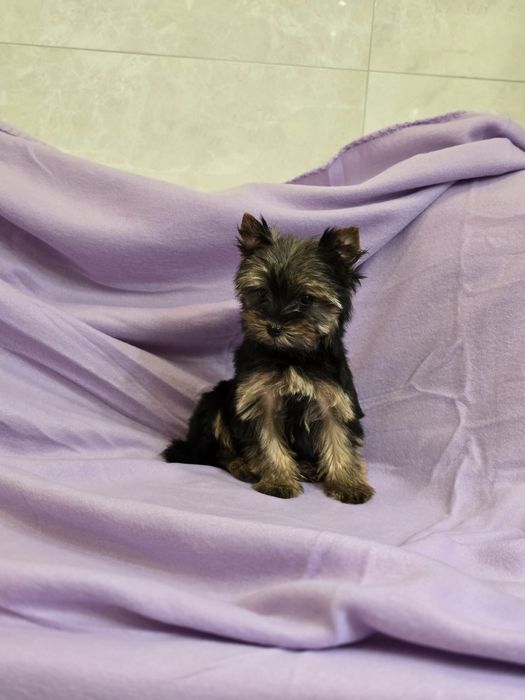 Piesek mini Yorkshire terrier
