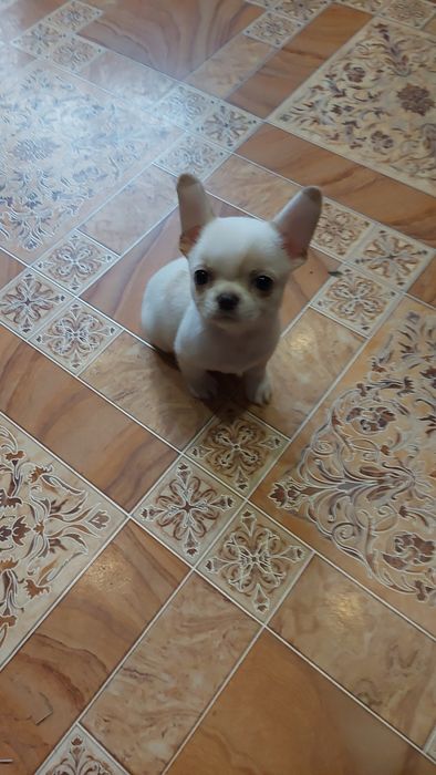 Хлопчік міні чіхуахуа