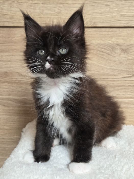 Kocurek Maine Coon z rodowodem FPL