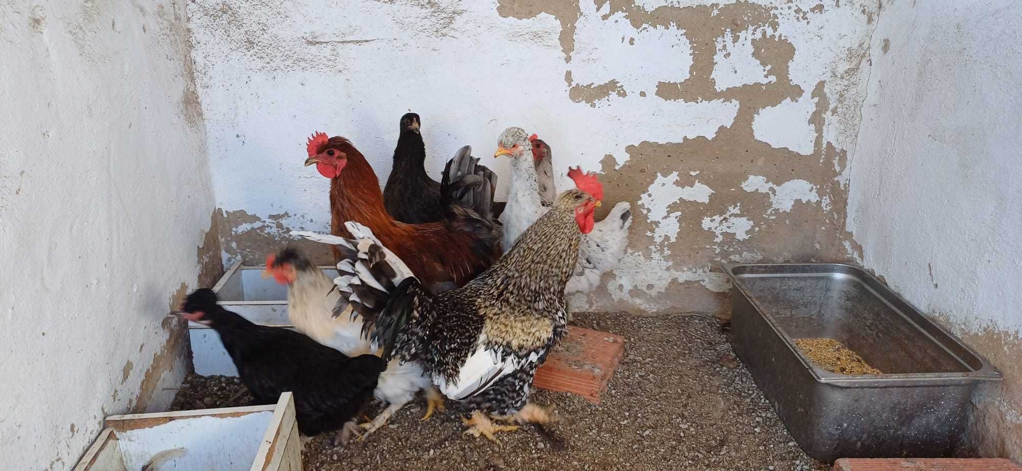 Animais (preço por animal)