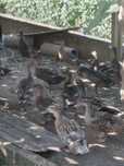Patos Real - 5 para venda