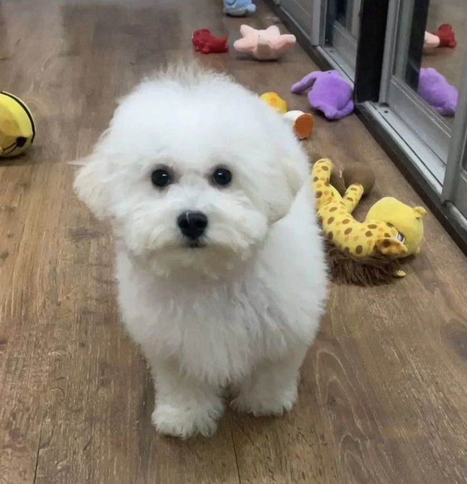 Бишон Фризе щенки супер крохи