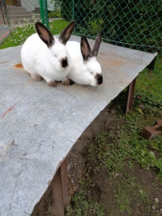 Królik kalifornijskie