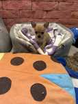 Miniaturkowa suczka Chihuahua z rodowodem