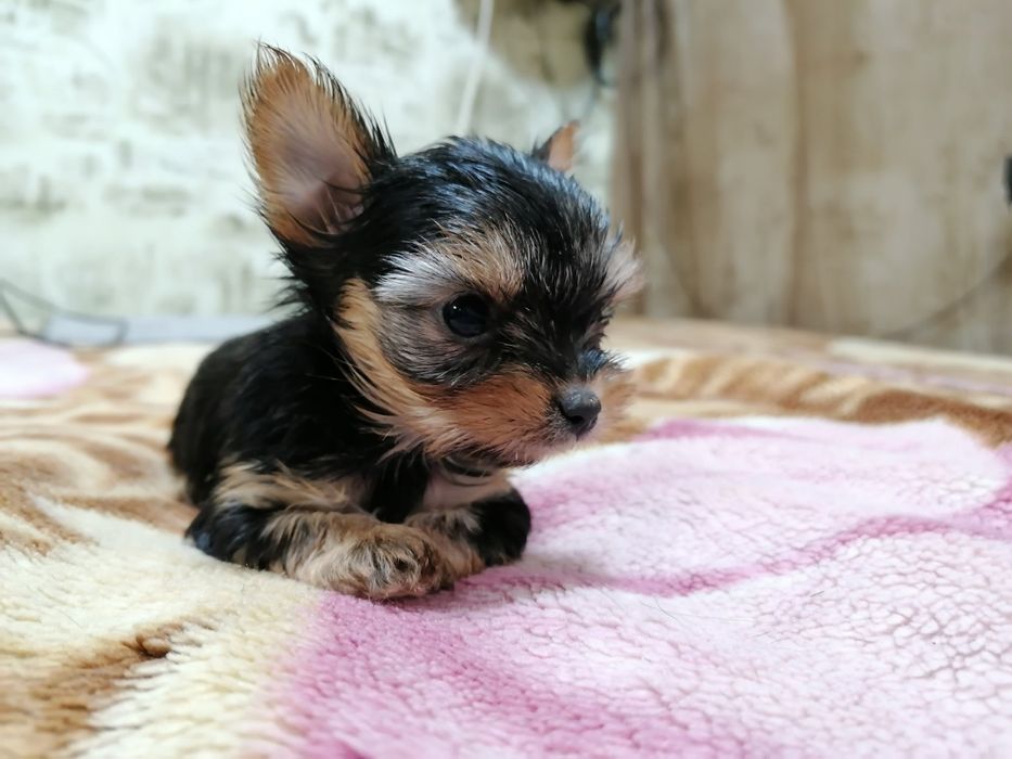 Йоркширський тер'єр