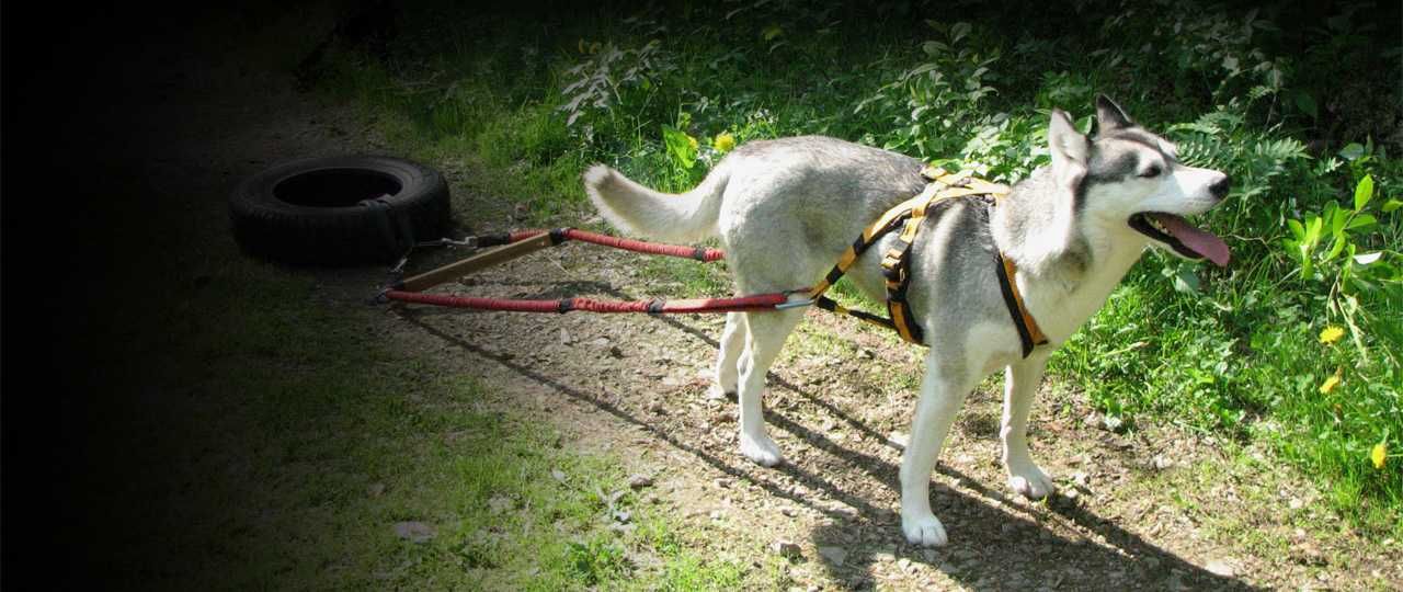 HIFICA TOW SET PA RH LG Szelki/Uprząż Transportowa Pociągowa dla Psa