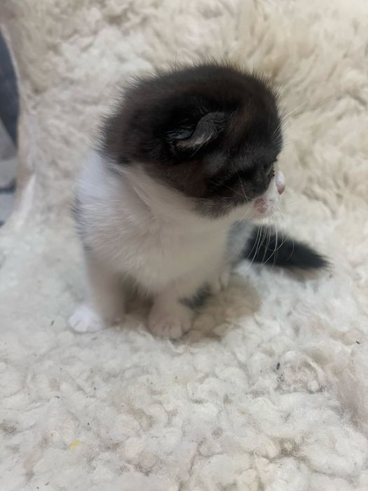 Висловуха виня клаповухе кошеня котятко - киця скоттіш фолд