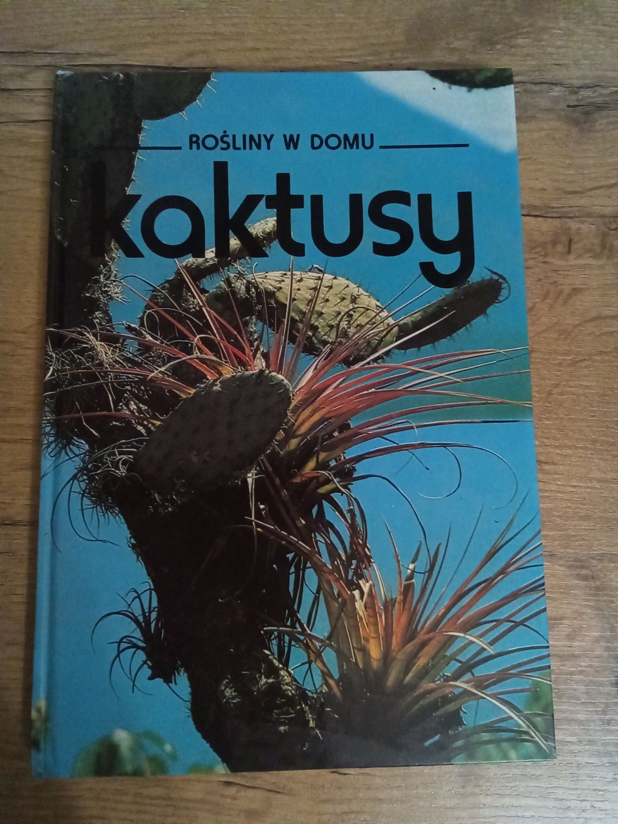 Rośliny w domu Kaktusy KG