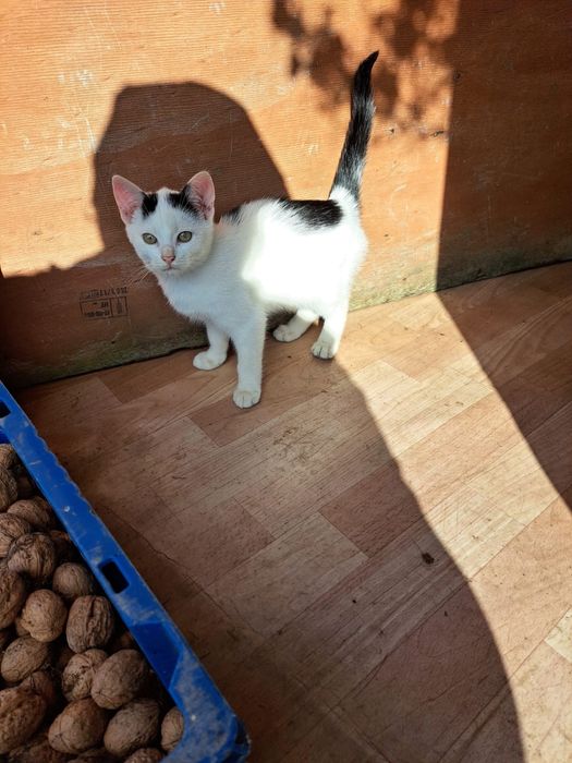 Oddam kotke w dobre ręce