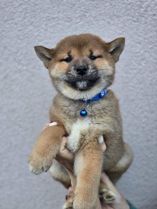 SHIBA INU szczeniak metryka piesek pies do odbioru szczenię