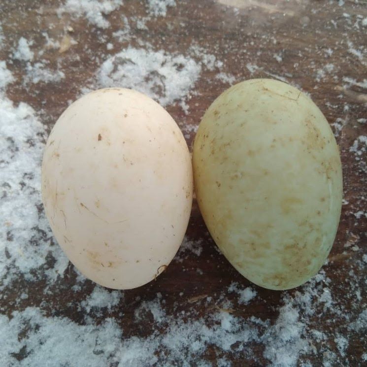 Інкубаційне яйце качок Стар53 голубий фаворіт