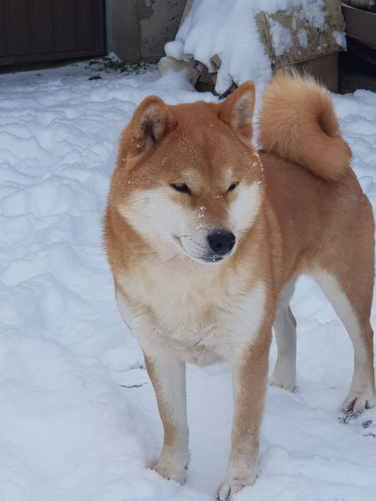 Shiba inu- chłopiec szuka domu