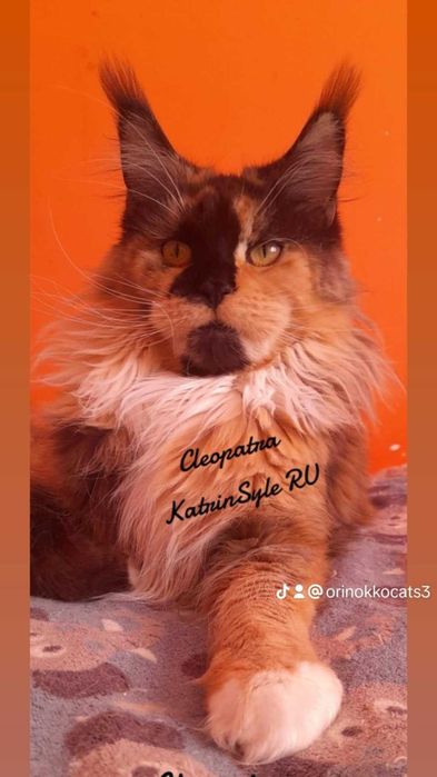 Kocurek Maine Coon z rodowodem