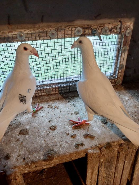 Sprzedam gołębie staropolski pocztowy