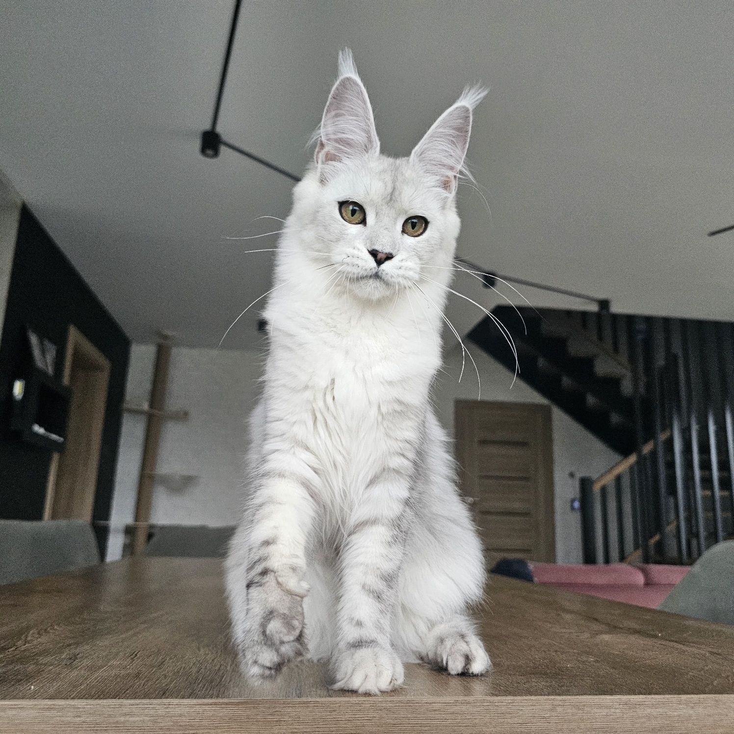 koteczka Maine coon rodowód fpl FIFe do hodowli