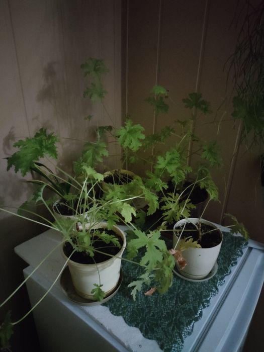 Geranium, pelargonia pachnąca, anginka, młoda roślinka