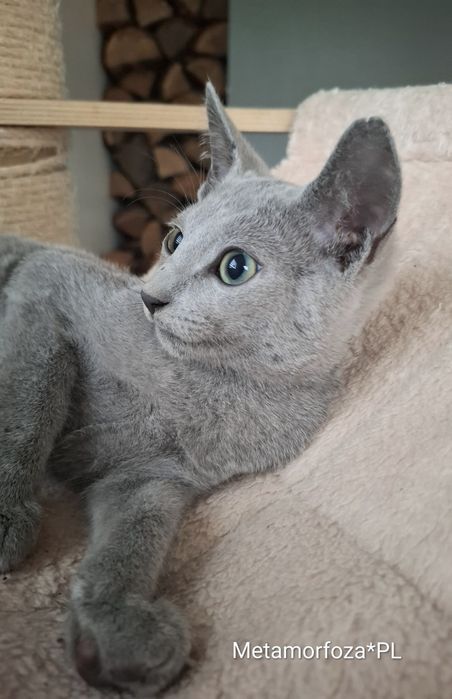 Kocurek rosyjski niebieski - gotowy do odbioru