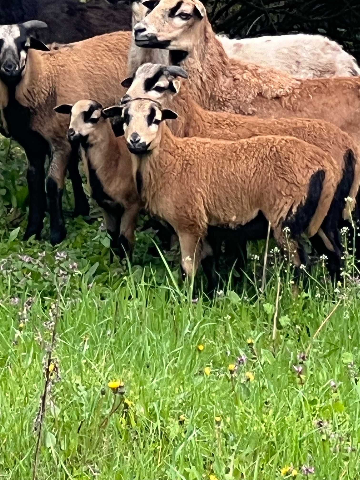 Owca , owce kameruńskie ,kamerun,  piekna  owieczka