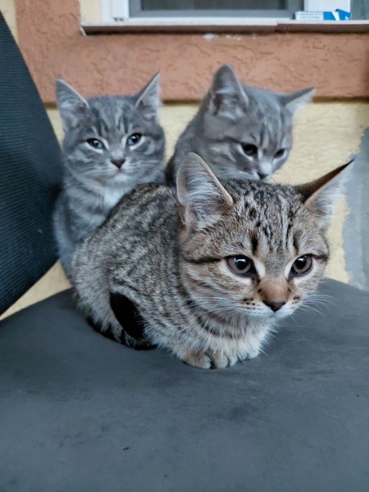 Два котика і кішка, безкоштовно